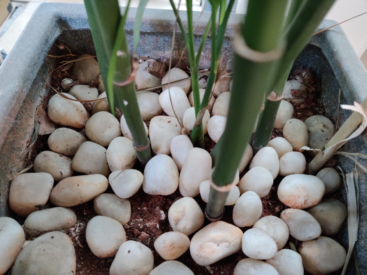 OnePlus 7 Pro camera sample: Normal