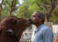 Cow Kiss challenge