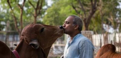 Cow Kiss challenge #kuhkusschallenge Cow Kiss challenge