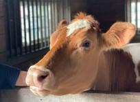 Cow