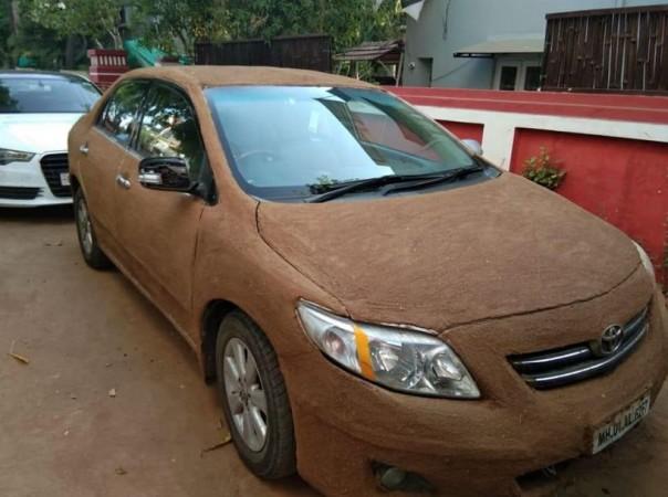 cow dung on car