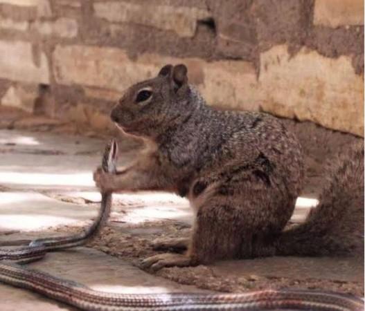 Squirrel eats snake