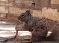 Squirrel eats snake