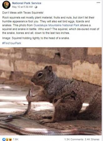 squirrel snake