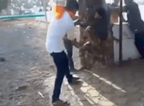 cow vigilantes