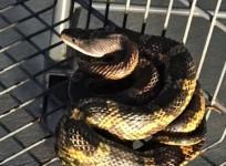 snake in walmart 1