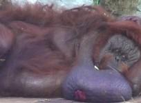 binny orangutan