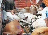 Cow smuggling