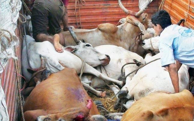 Cow smuggling in UP Cow smuggling