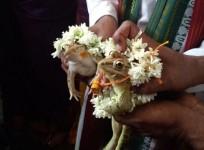 udupi frog marriage