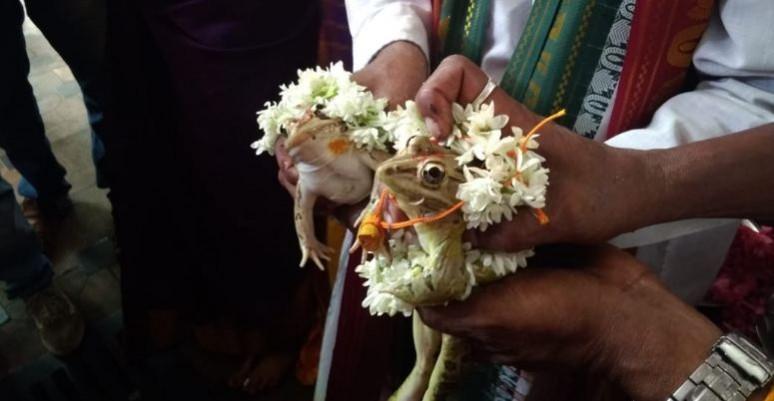 udupi frog marriage