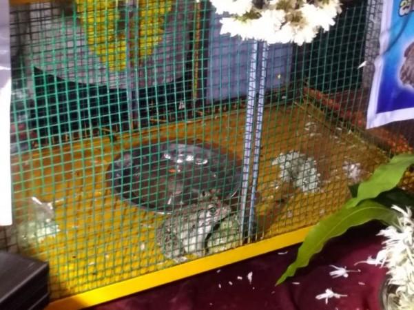 udupi frog marriage