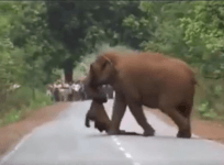 elephant funeral photo