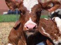 Cow