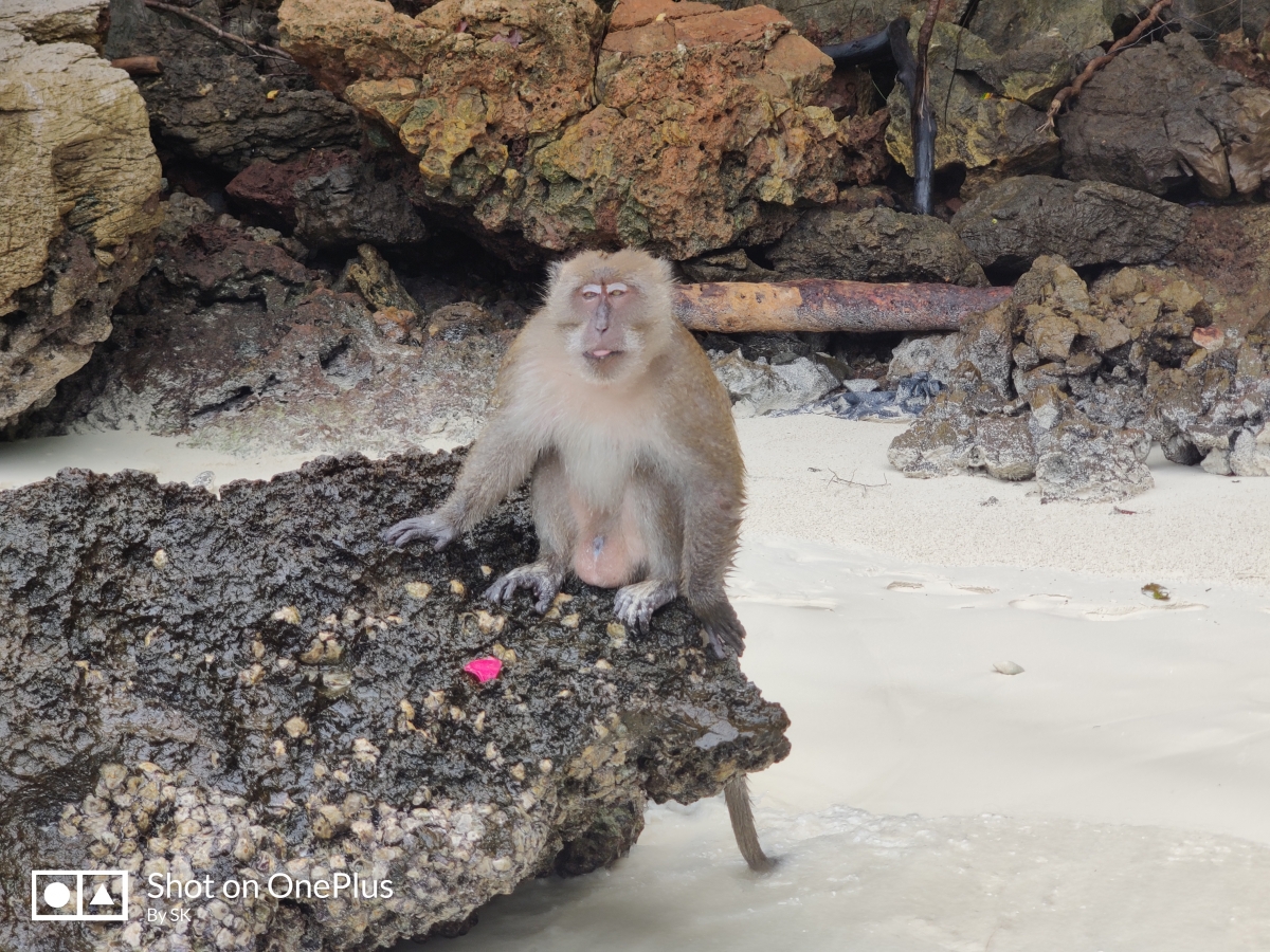 OnePlus 7 Pro camera review