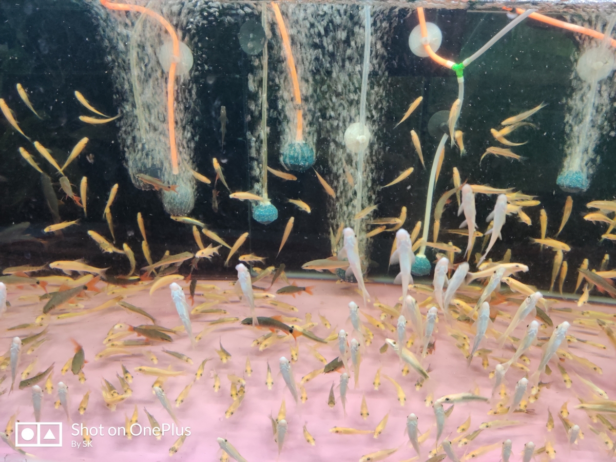 OnePlus 7 Pro camera review