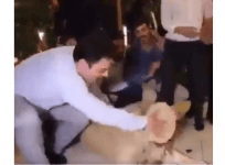 man smashes cake on lion