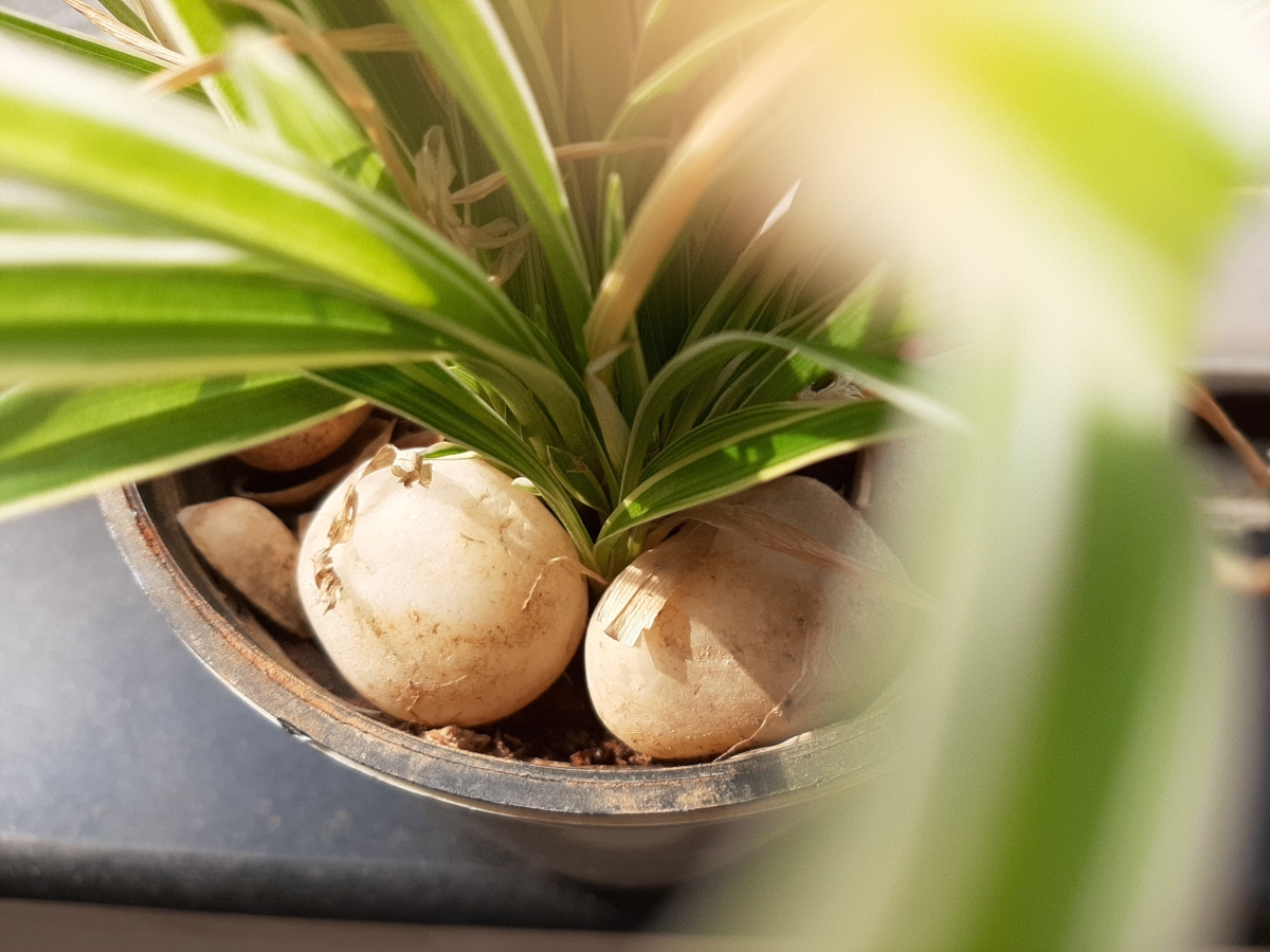 Samsung Galaxy A50 camera sample Samsung Galaxy A50 camera sample