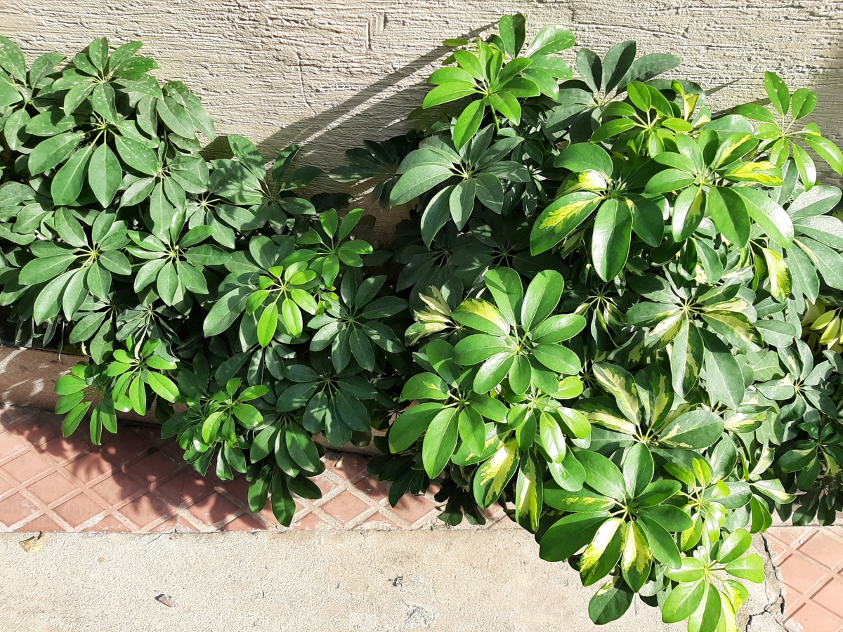 Samsung Galaxy A50 camera sample Samsung Galaxy A50 camera sample