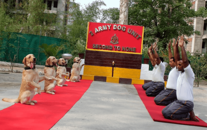 Yoga day