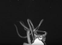 Giant squid