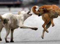 stray dogs