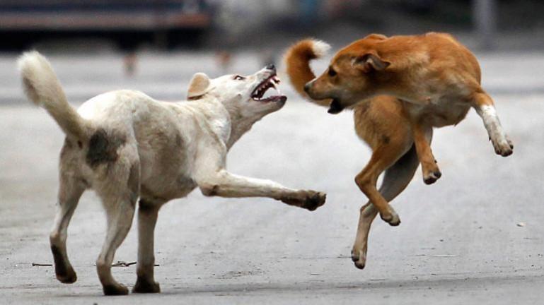 The canine species mauled a three-month-old baby to death. stray dogs