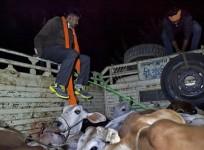 Cow vigilantes