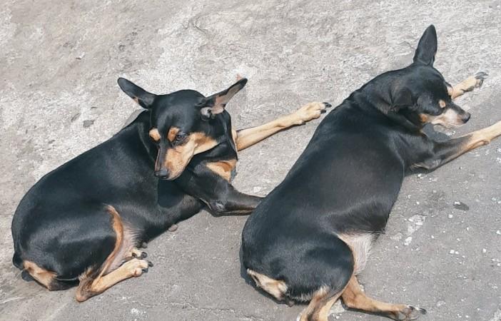 stray dogs