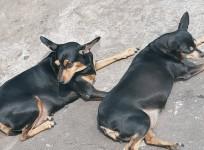 stray dogs