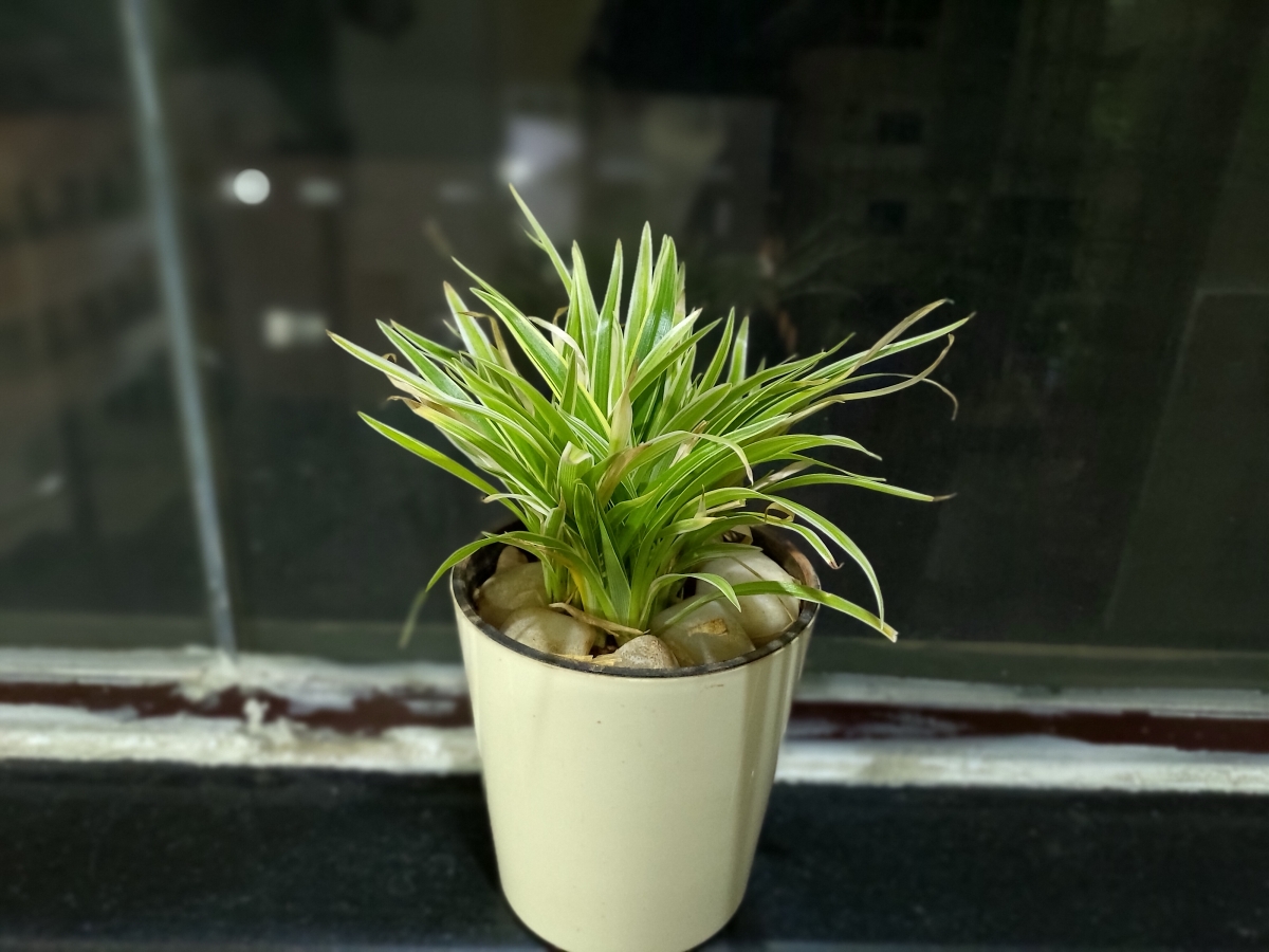 Asus Zenfone 6Z review - camera samples