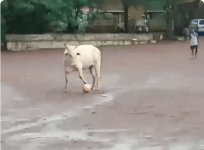 Bull playing football