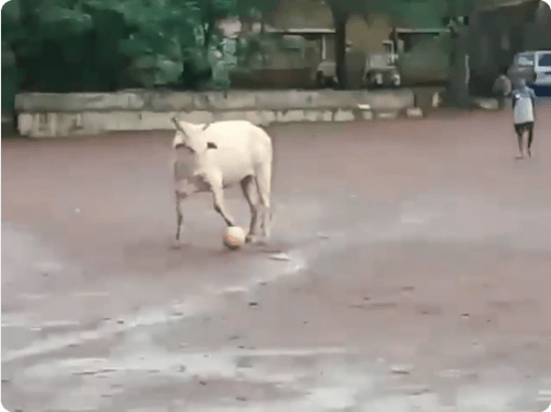 Bull playing football