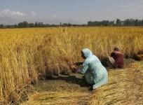 farmers-India
