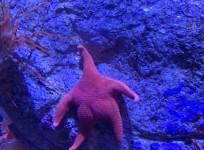 Tweet of sea star 'butt' goes viral