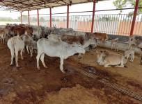 Uttar Pradesh cow