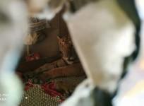 assam tiger chilling on bed