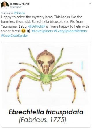 WATCH | Spider with human face on its back creeps the internet out; is this a new species