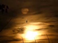 Nibiru