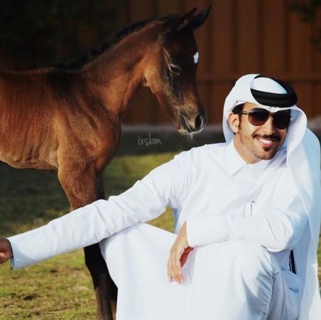 horses from Hassan Al Mannai