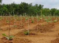 Karnataka tree plantation