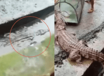 crocodile in Maharashtra drain