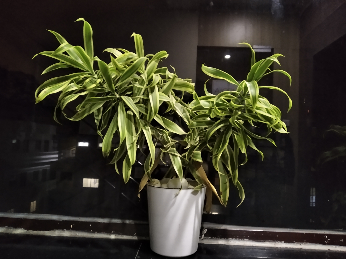 Redmi 7A review: Camera samples Redmi 7A review: Camera samples