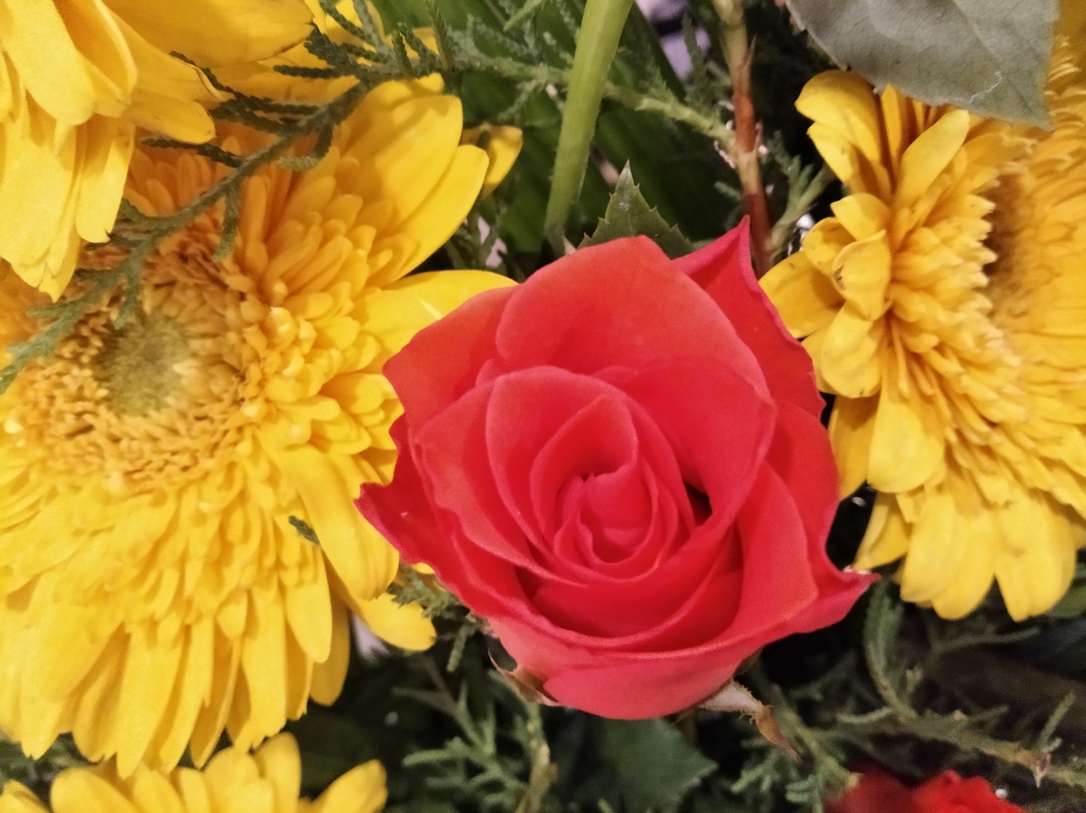 Redmi 7A review: Camera samples Redmi 7A review: Camera samples