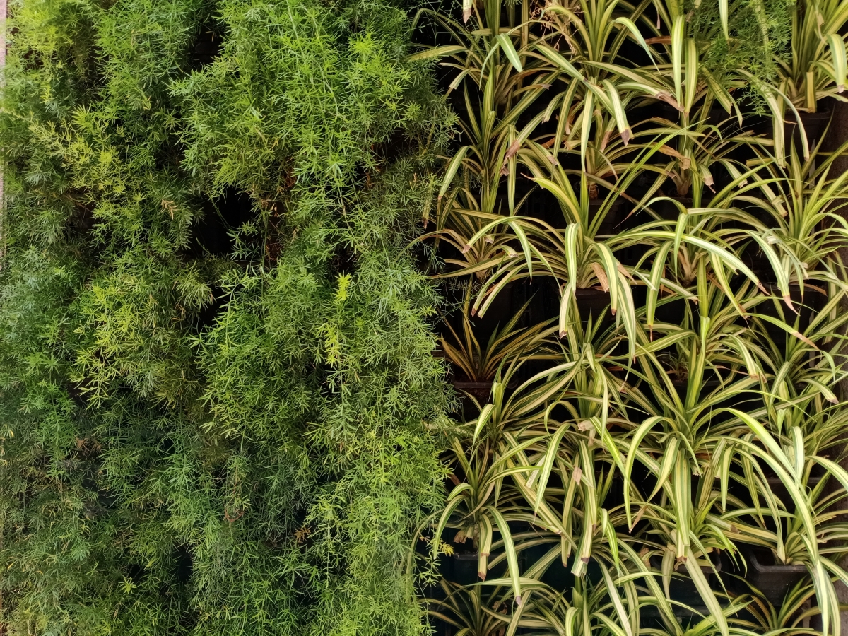 Oppo A9 camera samples Oppo A9 camera samples