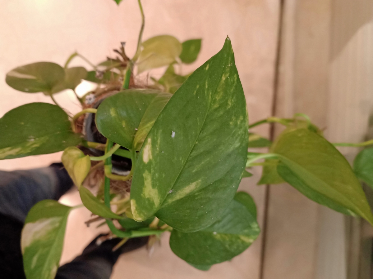 Oppo A9 camera samples Oppo A9 camera samples