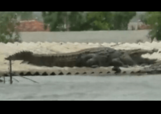 crocodile on the roof in karnataka