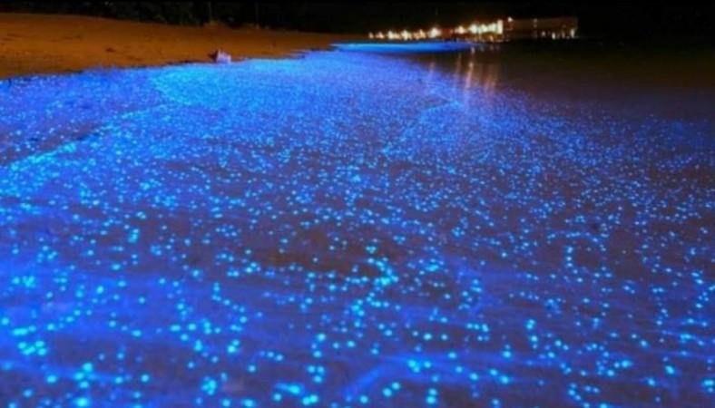 Sea sparkle in Chennai Sea sparkle in Chennai