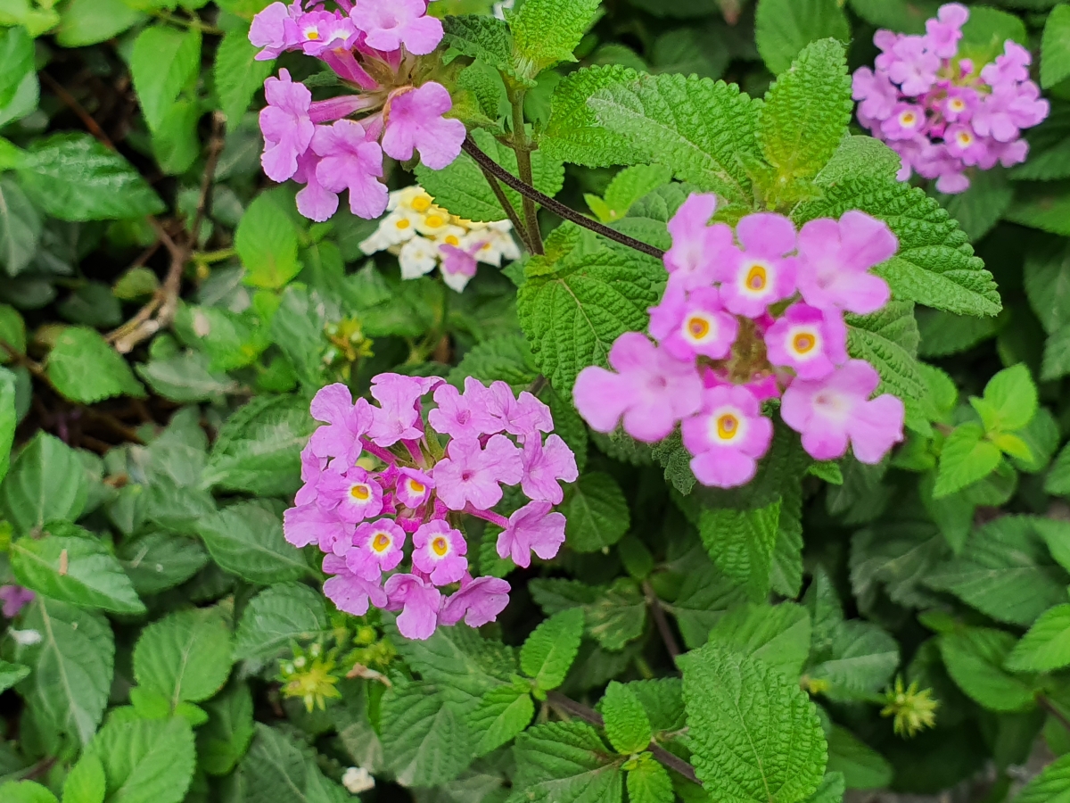 Samsung Galaxy Note 10 camera samples Samsung Galaxy Note 10 camera samples