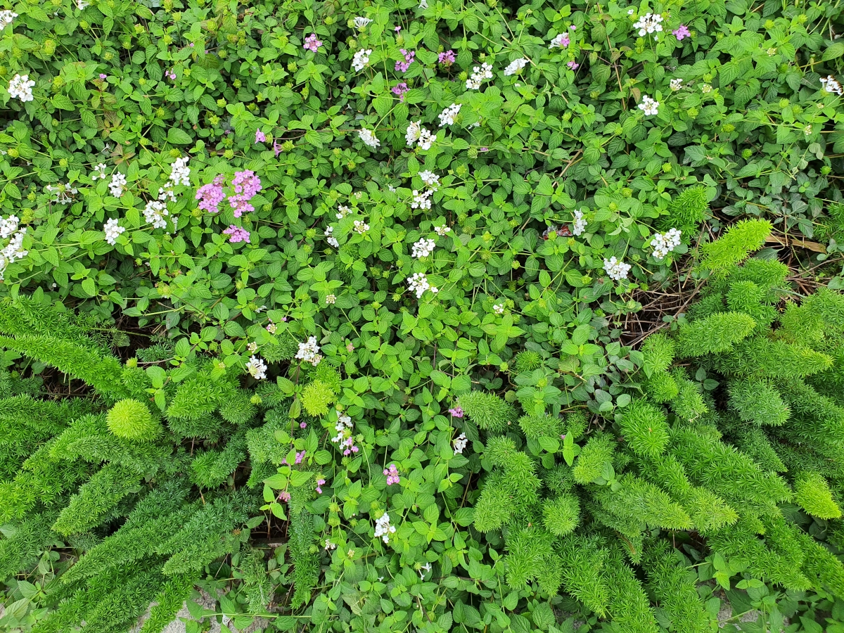 Samsung Galaxy Note 10 camera samples Samsung Galaxy Note 10 camera samples